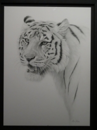 tamse tijger tekening
